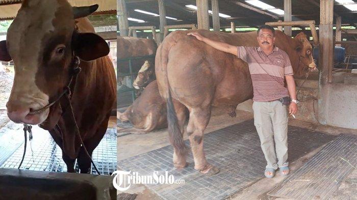 SAPI KURBAN PRABOWO - Penampakan sapi jenis limosin di Desa Beruk, Kecamatan Jatiyoso, Kabupaten Karanganyar yang dibeli Presiden RI Prabowo untuk hewan kurban. Sapi yang bernama Petruk itu diketahui memiliki bobot 1.150 kilogram atau 1,15 ton.