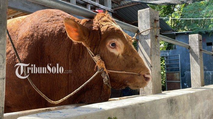 JUMBO. Penampakan hewan kurban sapi milik Presiden Prabowo Subianto yang bakal disalurkan di Desa Tambakboyo, Tawangsari, Sukoharjo, Kamis (5/6/2025). Pemesanan sudah dilakukan dua minggu sebelumnya.
