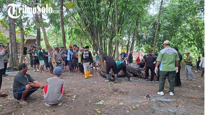 Proses penyembelihan sapi kurban Presiden Prabowo Subianto di Desa Gilirejo Baru, Kecamatan Miri, Kabupaten Sragen, dibantu warga sekitar, Senin (9/6/2025).