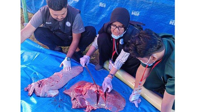 SAPI KURBAN PRABOWO. Pemeriksaan daging sapi kurban Presiden di Desa Ploso Kecamatan Purwantoro Jumat (6/6/2025). Dua ekor sapi bantuan masyarakat (banmas) dari Presiden Prabowo Subianto telah disembelih dan dagingnya juga sudah disalurkan ke masyarakat.