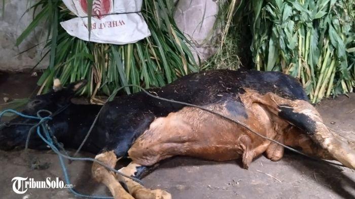 SAPI MATI - Sebanyak 9 ekor sapi kurban mati mendadak, diduga akibat terjangkit penyakit. Hal tersebut terjadi pada salah satu peternak di Desa Gemampir, Kecamatan Karangnongko, Kabupaten Klaten, Senin (2/6/2025).