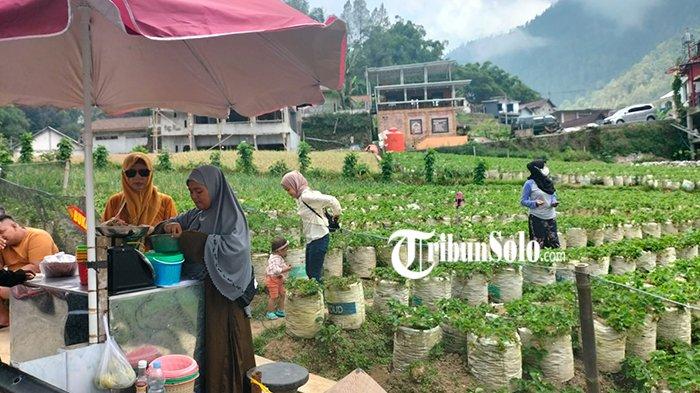 Ilustrasi wisata petik stroberi