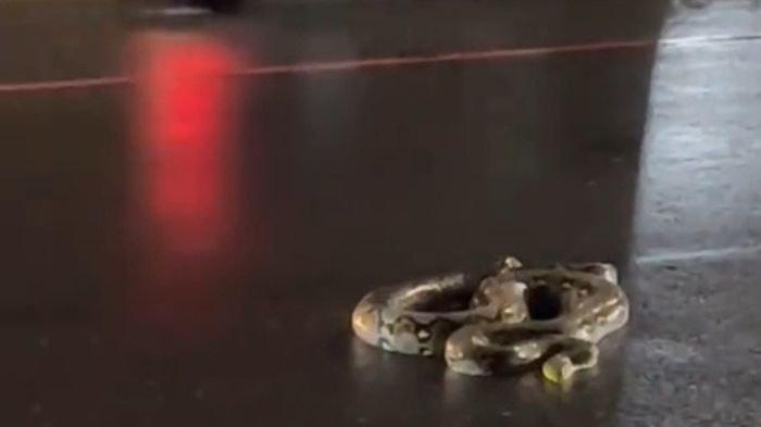 ULAR PITON : Tangkapan layar video yang memperlihatkan ular piton berkeliaran di sekitar Jalan Slamet Riyadi Solo, belum lama ini. Video tersebut menjadi perbincangan di media sosial.