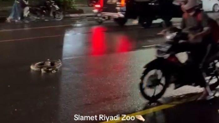 ULAR PITON : Tangkapan layar video yang memperlihatkan ular piton berkeliaran di sekitar Jalan Slamet Riyadi Solo, belum lama ini. Video tersebut menjadi perbincangan di media sosial.