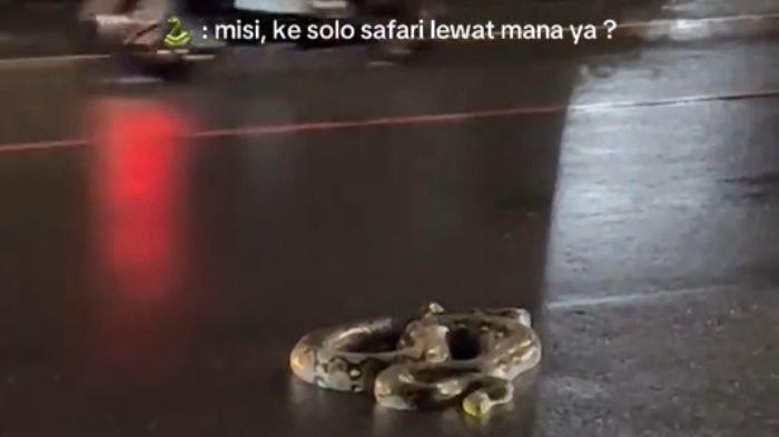 ULAR PITON : Tangkapan layar video yang memperlihatkan ular piton berkeliaran di sekitar Jalan Slamet Riyadi Solo, belum lama ini. Video tersebut menjadi perbincangan di media sosial.