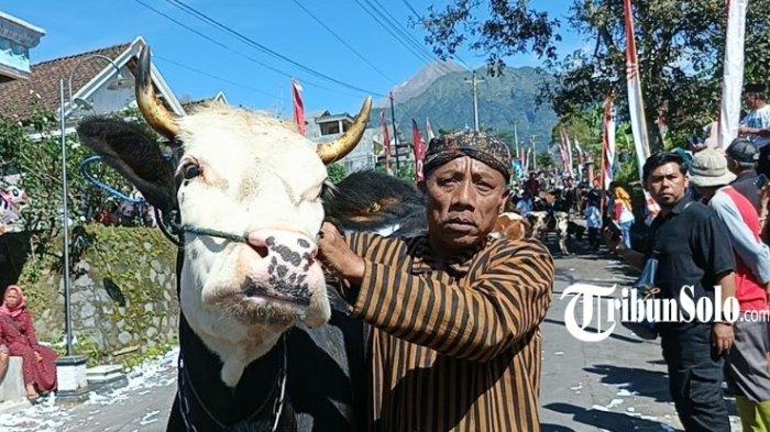 TRADISI DI BOYOLALI - Tradisi bakdan sapi di Dukuh Mlambong Desa Sruni, Kecamatan Musuk, Kabupaten Boyolali, Jawa Tengah, Senin (7/4/2025)