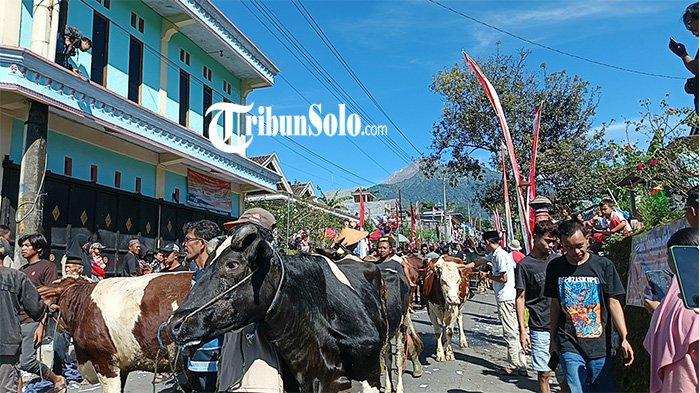 LEBARAN SAPI. Melihat tradisi unik bakdan sapi di Dukuh Mlambong Desa Sruni, Kecamatan Musuk, Senin (7/4/2025). Uniknya tradisi bakdan sapi di Boyolali sebelum diajak keliling untuk silaturahmi, sapi-sapi warga ini juga dimandikan, lalu dirias dan disemprot parfum hingga diberi makan ketupat.