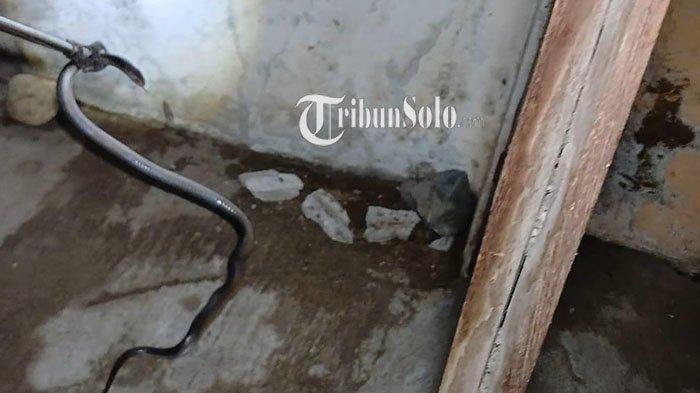 BIKIN KAGET. Evakuasi ular kobra Jawa di rumah warga Desa Sidodadi, Kecamatan Masaran, Kabupaten Sragen, Senin (21/4/2025). Pemilik rumah mengaku kaget dengan suara desisan ular itu.