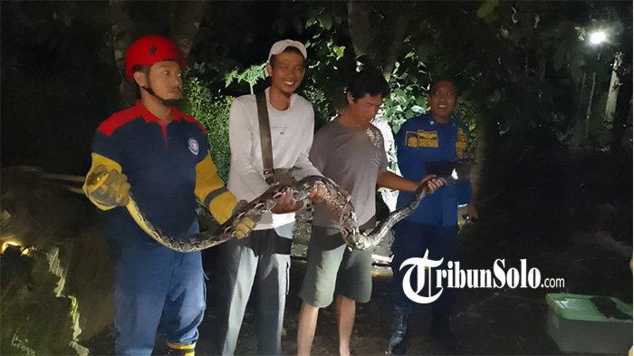 ULAR 3 METER. Warga Dukuh Karang Kidul, Desa Jurug, Kecamatan Mojosongo, memenang ular sanca kembang, Selasa (15/4/2025).  Abdul Jalil, warga Dukuh Karang Kidul, RT 02, RW 07, Desa Jurug, Kecamatan Mojosongo ini kaget saat seekor ular sanca kembang berukuran besar melintas tepat di depannya, Selasa (15/4/2025) malam sekitar pukul 19.45 WIB. (TribunSolo/Istimewa)