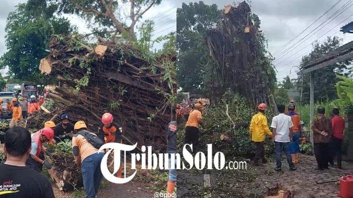 Pohon beringin yang berada di Dusun Jatibedug, Desa Purworejo, Kecamatan Wonogiri Kota, yang tumbang timpa minibus pada Jumat (19/1/2024) kemarin, tiba-tiba berdiri kokoh lagi