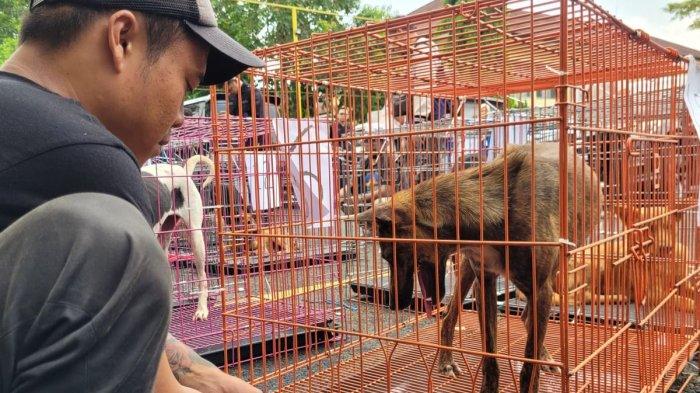 VIRAL ANJING DIKULITI - Ilustrasi anjing. Video viral anjing dikuliti hidup-hidup tengah menjadi bahan perbincangan di media sosial, belum lama ini. Disebut-sebut video viral itu terjadi di Kabupaten Sragen.