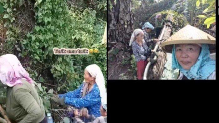 Aksi emak-emak di Manado semangat menangkap ular piton berukuran raksasa viral di media sosial.