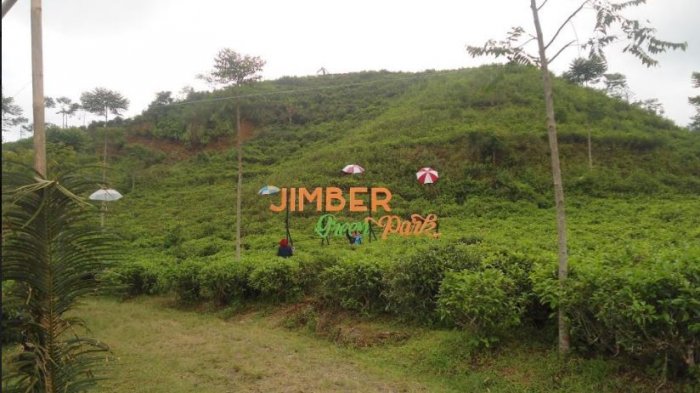 Selain spot foto pada festival payung, pengunjung juga bisa berfoto di kebun teh Jimber, Kemuning, Ngargoyoso, Karanganyar, Sabtu (11/11/2017)