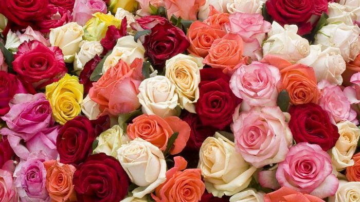 Punya Arti Beda-beda, Ini Makna Bunga Mawar Dilihat dari Warnanya ...