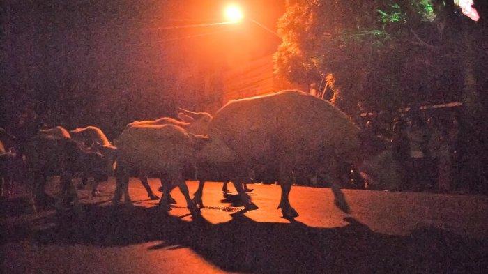 Kebo bule keturunan Kyai Slamet menjadi cucuk lampah dalam Kirab Pusaka Malam 1 Suro Wawu 1953 saat melwati wilayah Donokusuman