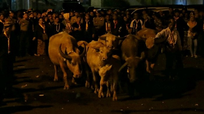 Kawanan kerbau bule keturunan Kyai Slamet saat menjalani prosesi kirab pusaka yang diadakan Keraton Kasunanan Solo untuk menyambug malam satu suro, Selas (11/9/2018).