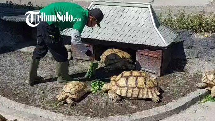 Gibran Rakabuming Raka dan Jan Ethes Srinarendra hibahkan 27 kura-kura jenis Sulcata kepada Solo Safari, Jumat (30/6/2023).