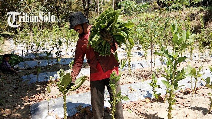 Petani memanen tembakau di Selo, Boyolali.