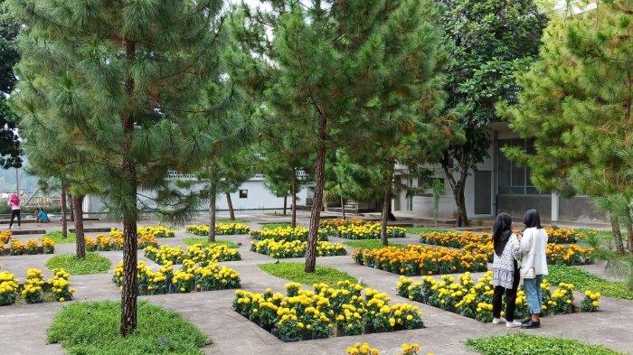 Rumah Atsiri Indonesia di Desa Plumbon, Kecamatan Tawangmangu, Karanganyar.