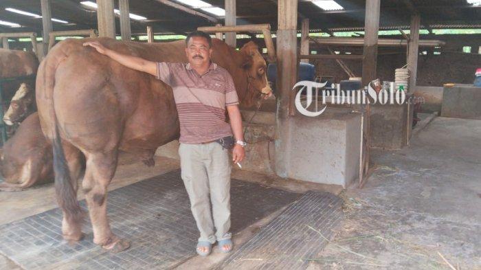 SAPI KURBAN PRABOWO. Penampakan sapi jenis limosin dengan bernama Petruk di Desa Beruk, Kecamatan Jatiyoso, Kabupaten Karanganyar yang dibeli Presiden RI Prabowo untuk hewan kurban. Kini sapi itu dikarantina.
