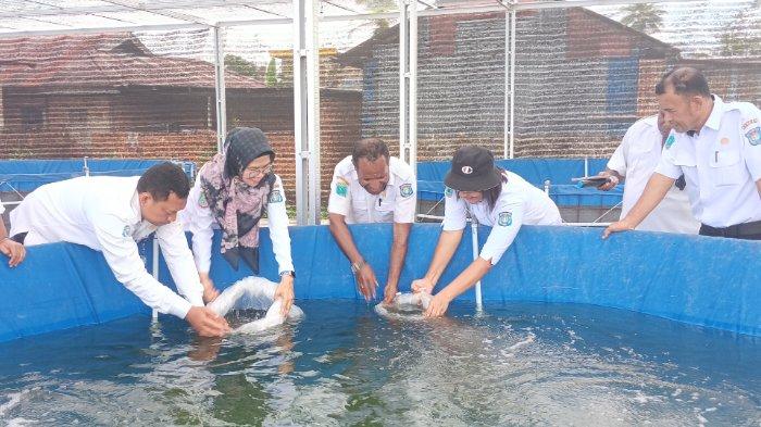 Proses pelepasan bibit ikan nila di kolam ikan Pokdakan Putra Papua di Kabupaten Sorong.