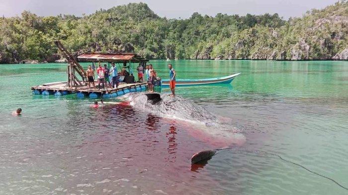 Bangkai ikan paus yang terdampar di perairan pantai Kampung Tomolol Misool Timur Kabupaten Raja Ampat.