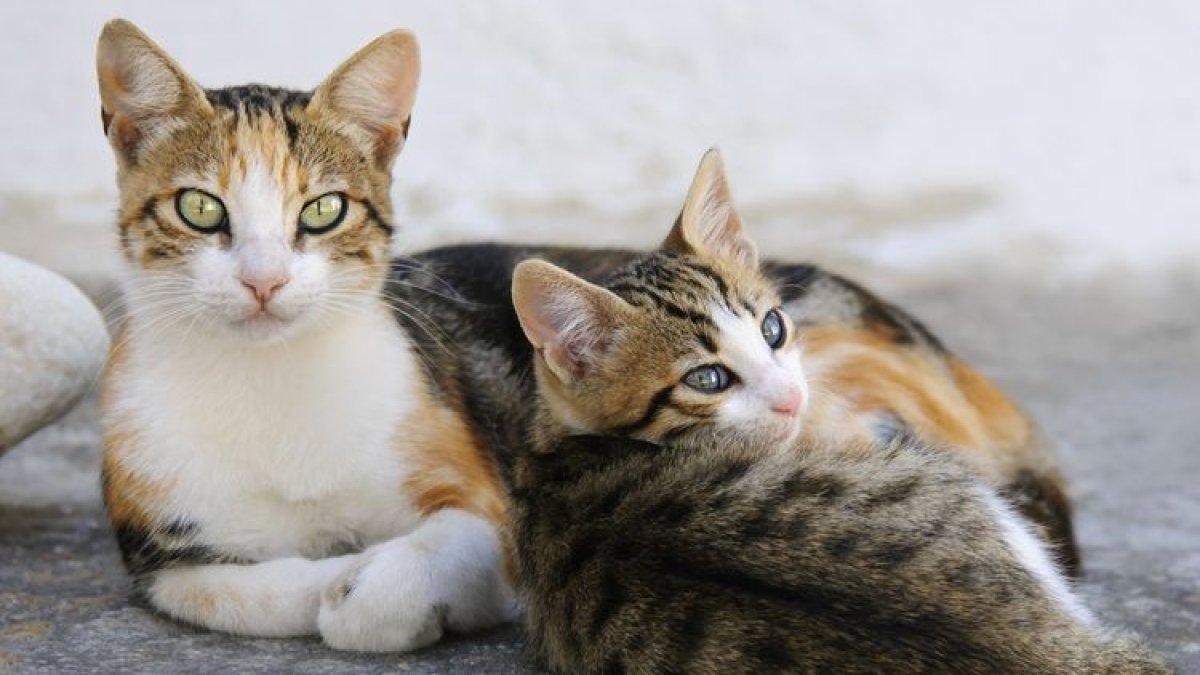 taruh kucing ditempat yang nyaman untuk mengobati flu kucing