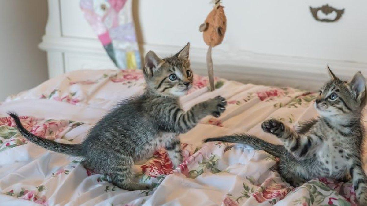 5 cara mengatasi kucing mengigit dengan mainan