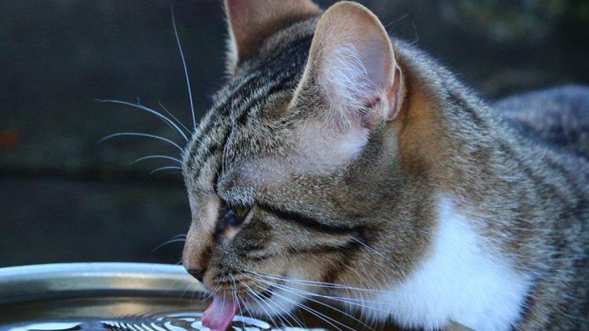 Mengatasi kucing muntah dengan minum banyak