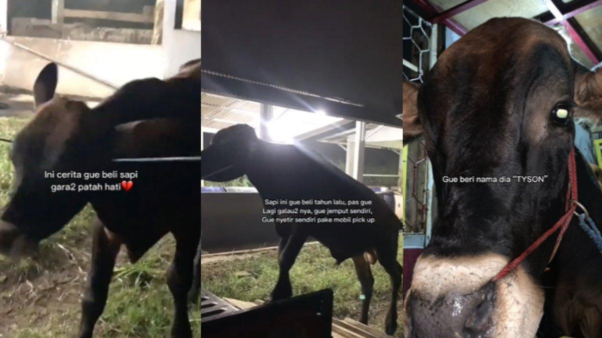 Abus membeli sapi gara-gara patah hati