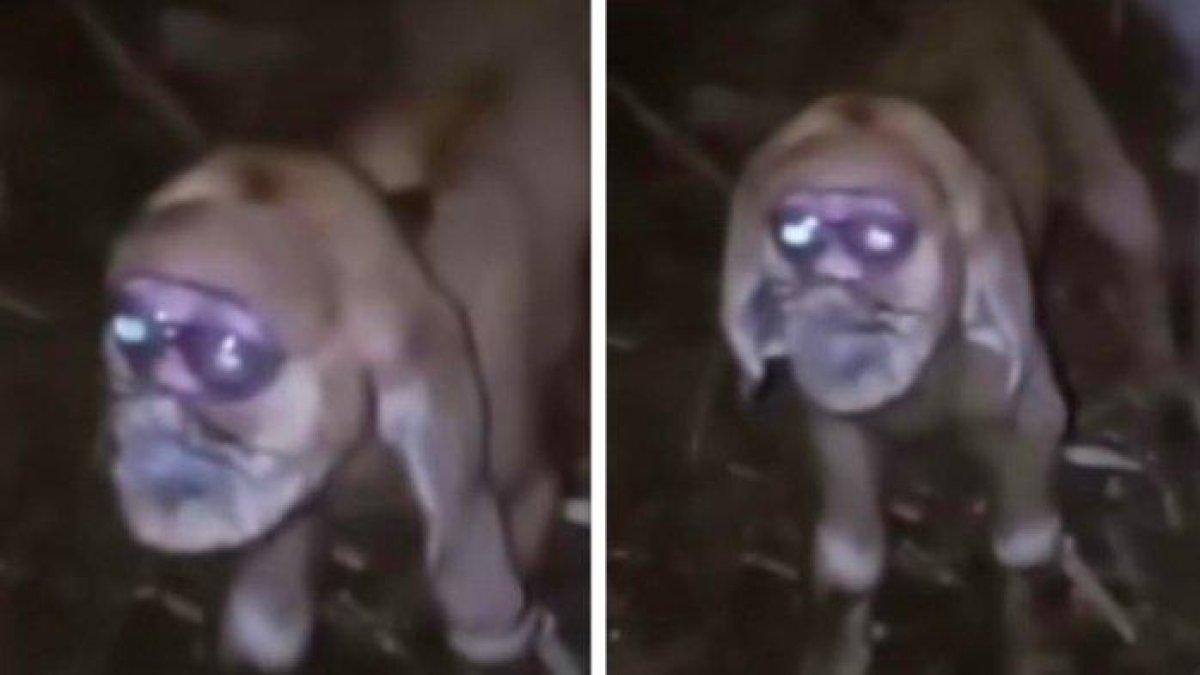 Anak Kambing di Gunungkidul