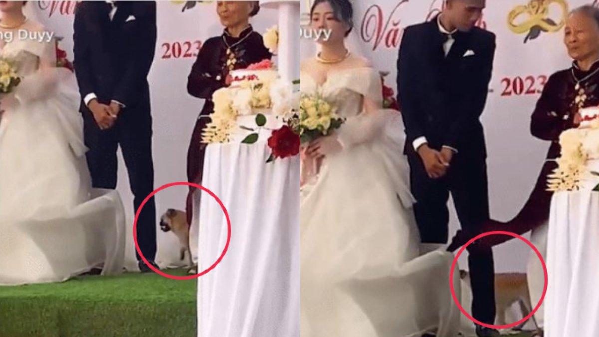 Anjing berkeliaran di atas panggung saat pemiliknya menikah