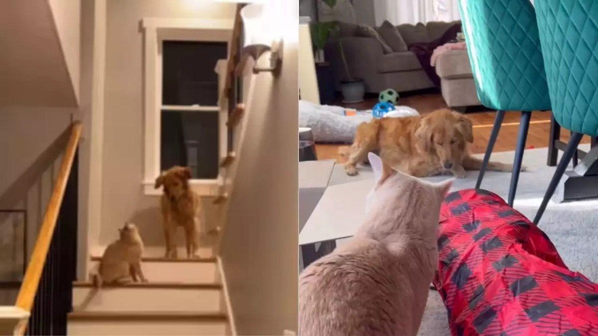 Anjing dan kucing yang besar bersama, si anjing malah berperilaku seperti kucing.