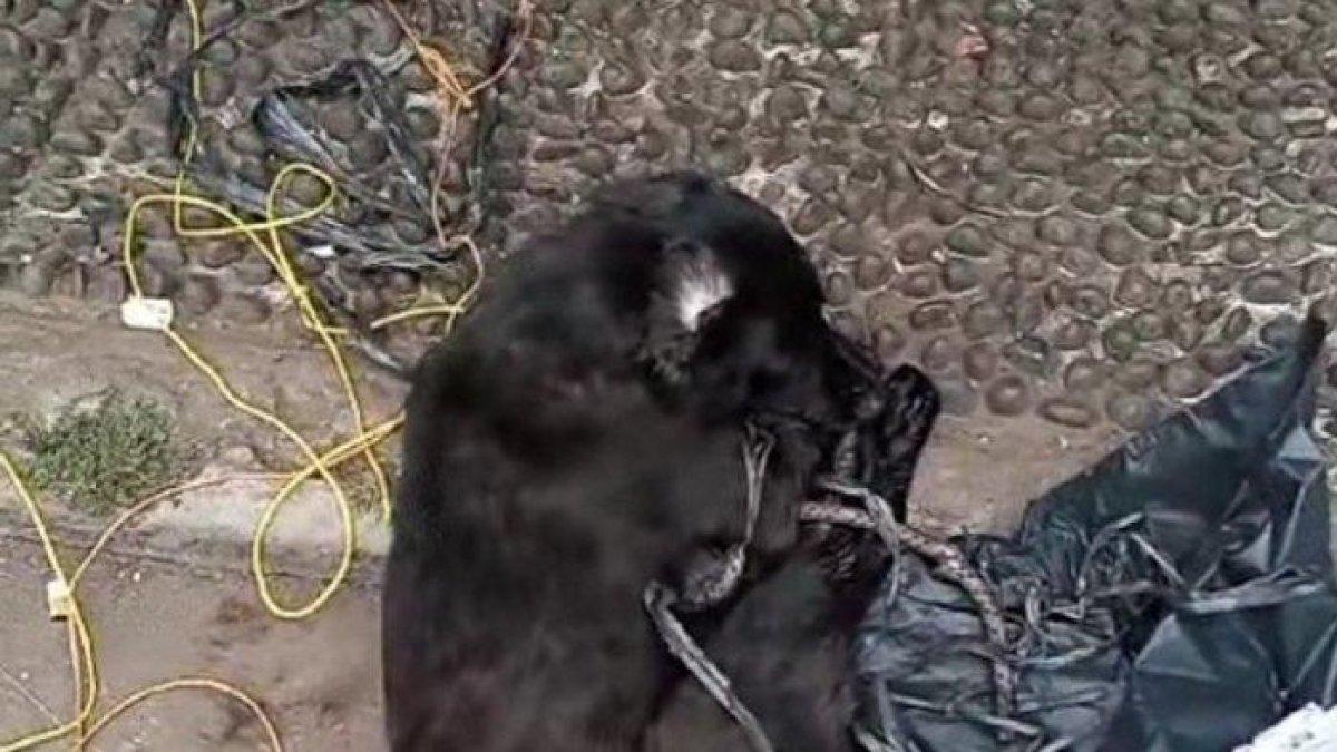 Anjing warna hitam mati mengenaskan