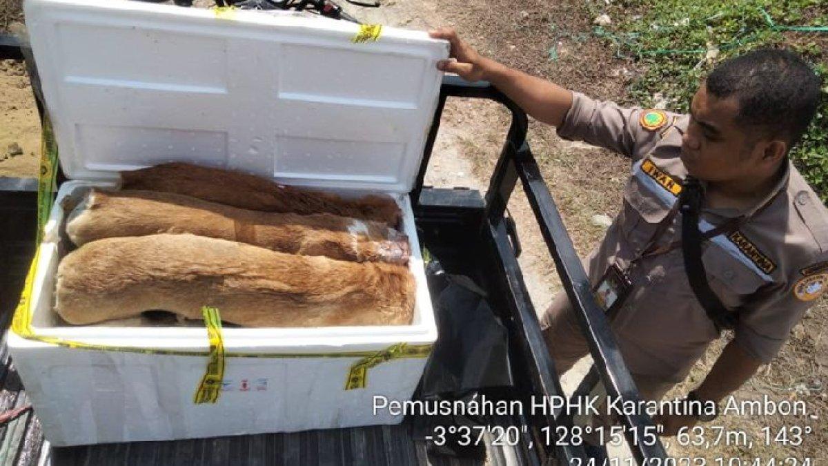 Petugas menunjukkan daging anjing yang akan dimusnahkan setelah pemilik tidak mampu menyertakan surat izin atau memulangkan daging ke tempat asalnya. Badan Karantina Indonesia Maluku memusnahkan 800 kilogram daging anjing dan dua ekor ayam dari Baubau Sulawesi Tenggara pada Jumat (24/11) karena barang-barang itu masuk tanpa surat sehingga dimusnahkan untuk menghindari penyebaran dan kontaminasi penyakit.