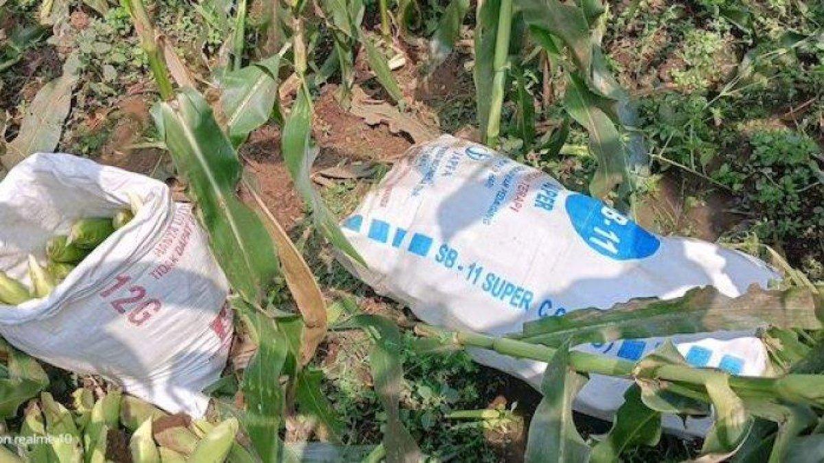 Barang bukti jagung yang belum dibawa pelaku.