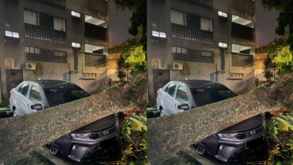 Baru 2 hari dipamerkan, mobil wanita ini malah ketiban pohon tumbang