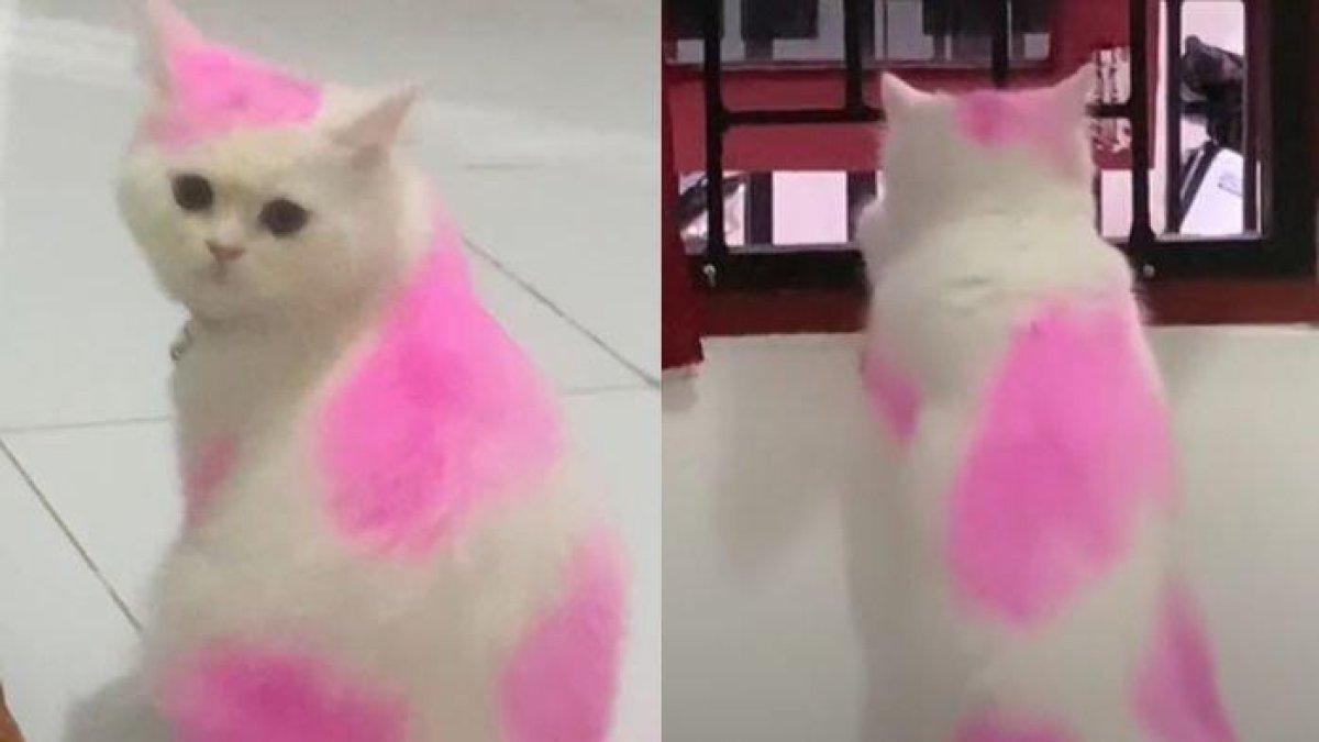 Beredar video viral kucing bewarna pink yang unik dan lucu milik warga Balikpapan, Kalimantan Timur.