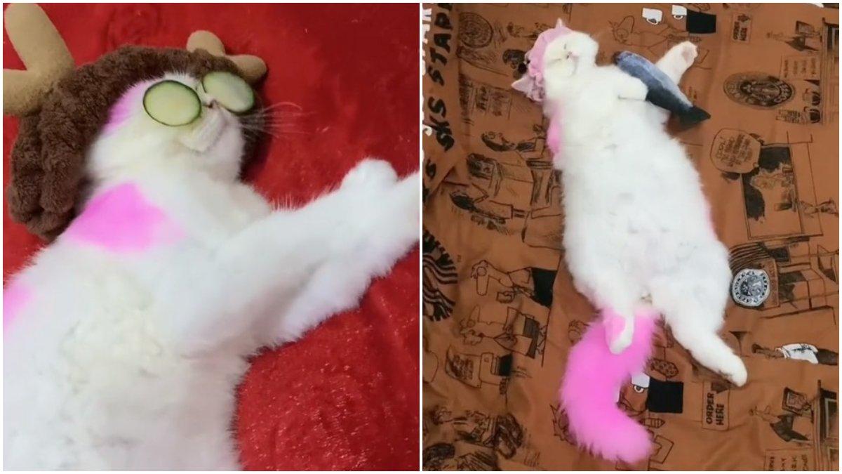 Sosok Kucing Unik Berwarna Pink di Balikpapan, Disebut Mirip Bolu Kukus hingga Permen Susu