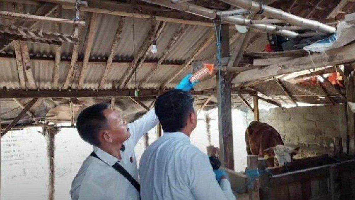 Bocah 11 tahun nekat gantung diri di tiang kandang sapi. Polisi terus melakukan penyelidikan sesuai keinginan orangtua kandung korban
