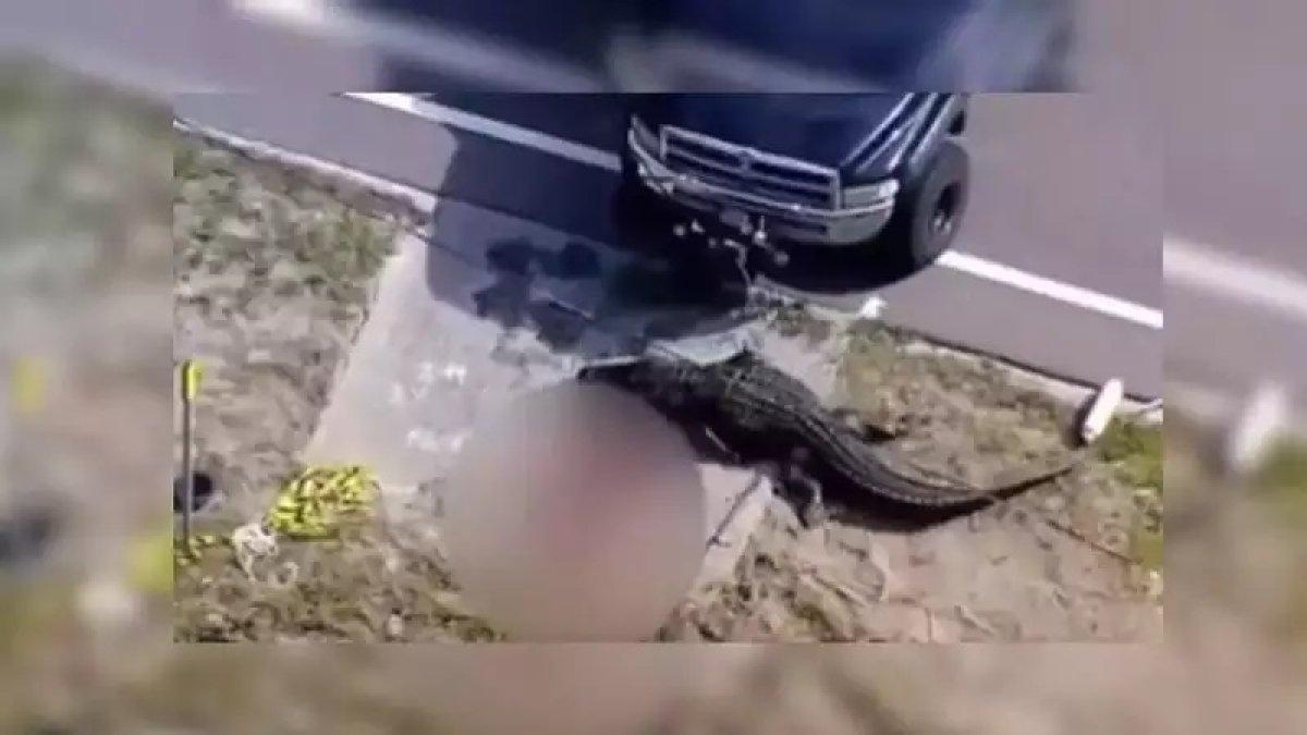 Buaya kepergok sedang mengunyah tubuh manusia di pinggir jalan.