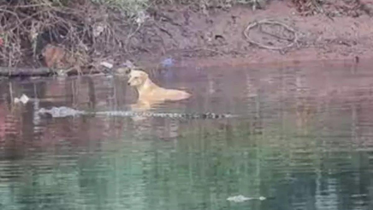 Buaya selamatkan anjing yang jatuh ke sungai di India