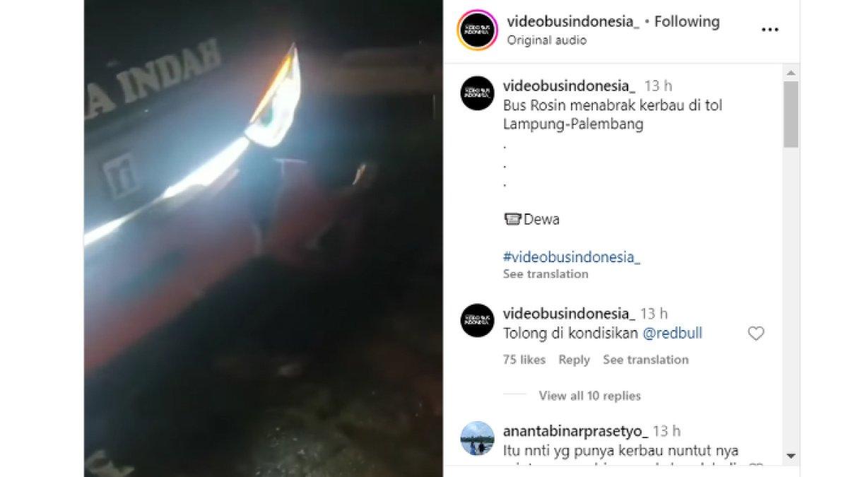 Bus Rosalia Indah menabrak seekor kerbau hingga mati