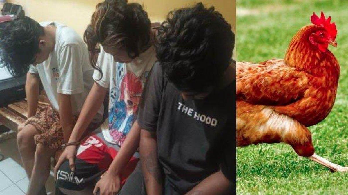 Calon Pengantin Curi Ayam karena Yakin Laku Jutaan, Ternyata Dihargai Rp 80 Ribu, 'Kami Kira Mahal'