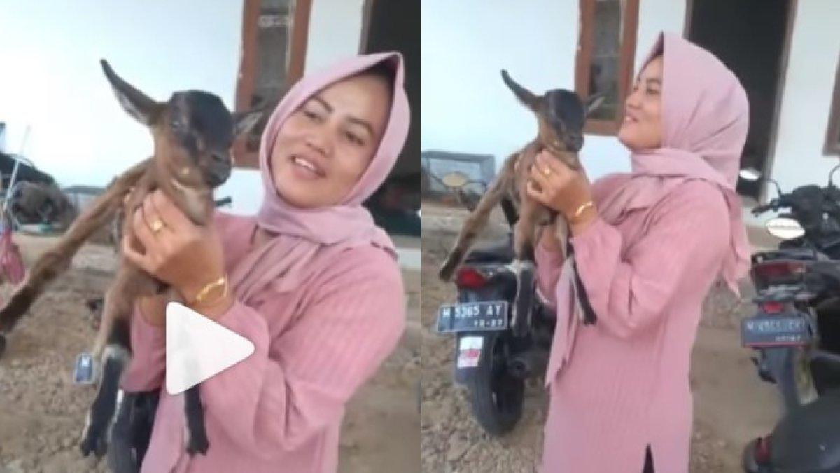 Customer beli anak kambing lewat online