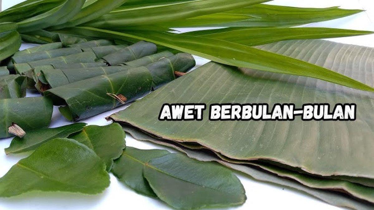 gunakan daun pisang yang baik
