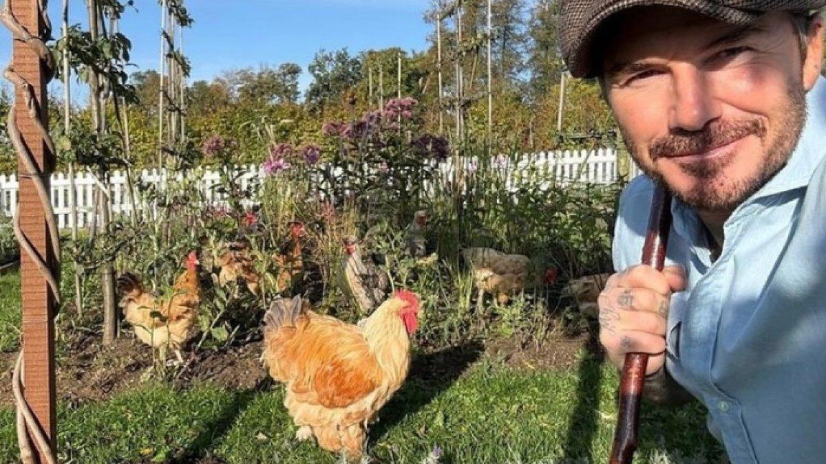 David Beckham asyik berternak ayam