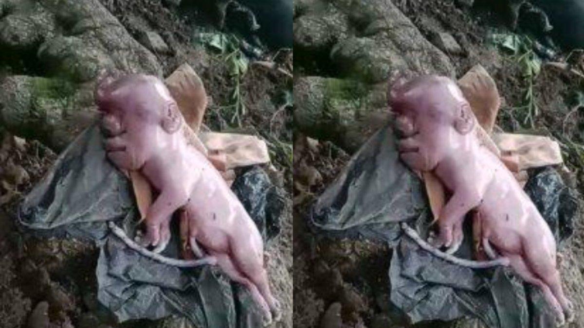 Ditemukan seekor anak babi dengan bentuk wajah mirip manusia di Manggarai Barat, Nusa Tenggara Timur
