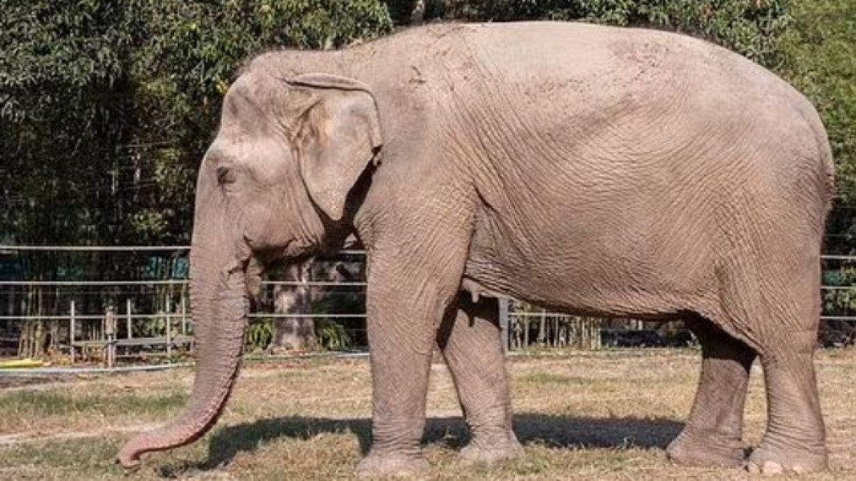 Gajah bernama Pai Lin cacat usai 25 tahun bekerja mengangkut turis