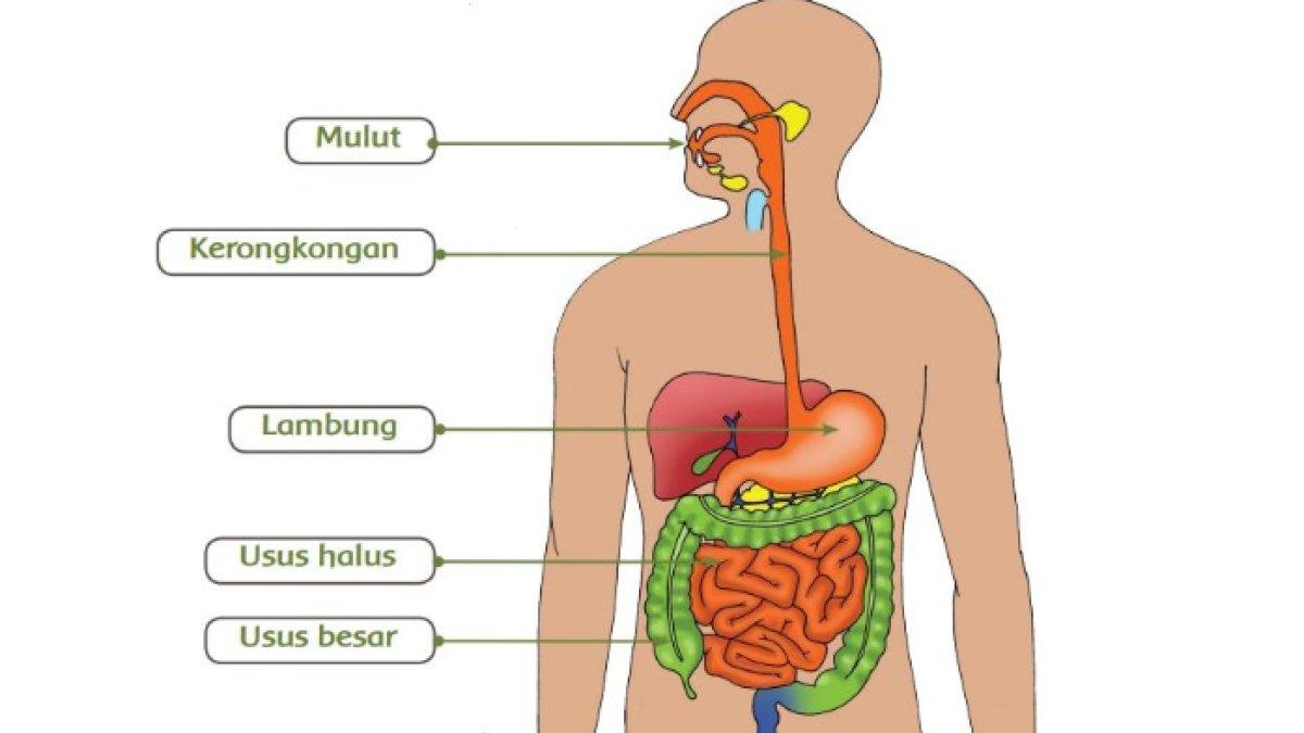Gambar sistem pencernaan manusia